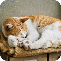 昼寝する猫