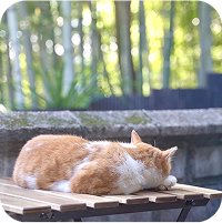 竹林と猫