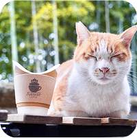 カップと猫