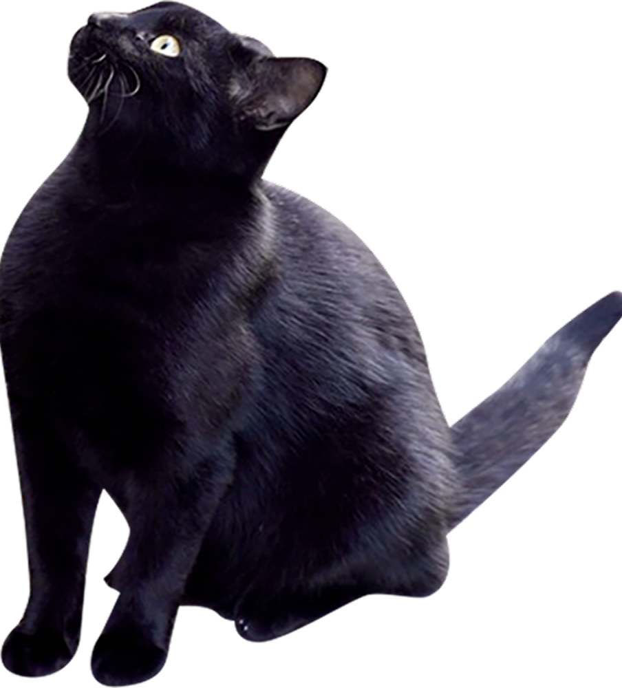 黒ネコ